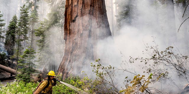 A firefighter protects a sequoia tree with a sprinkler system as the Washburn Fire burns in Mariposa Grove in Yosemite National Park. 