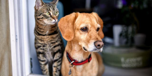 Pet shops have argued that the law will do nothing to shut down out-of-state breeders or increase their standards of care.