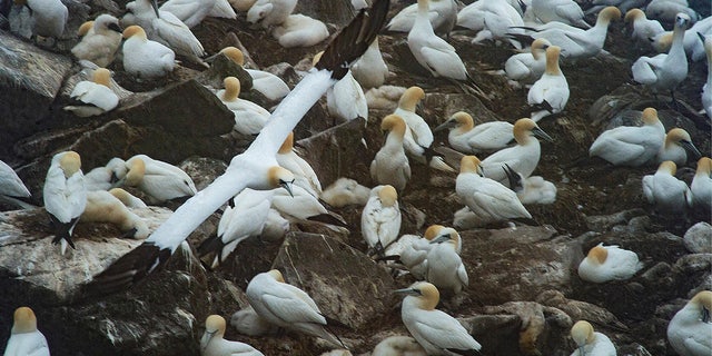 Migrant gannets nesting at Cape St. Mary's Ecological Reserve, Newfoundland, Canada July 25, 2022.