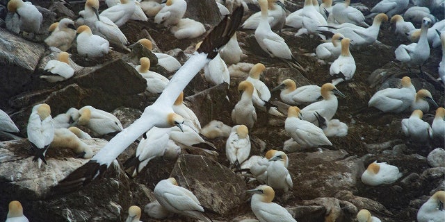 Migratory boobies nesting at Cape St. Mary's Ecological Reserve, Newfoundland, Canada, July 25, 2022.