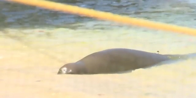 Hawaiian Monk seal Rocky seen in water by beach after attack.
