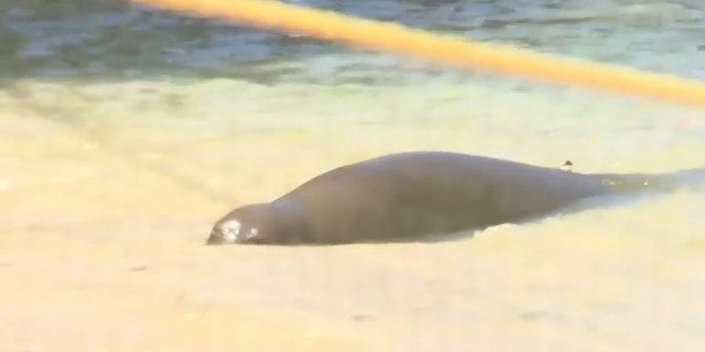 Hawaiian Monk seal Rocky seen in water by beach after attack.