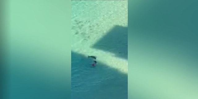 Aerial footage provided by the victim's husband to state investigators shows the swimmer attacked by a Hawaiian Monk seal. 