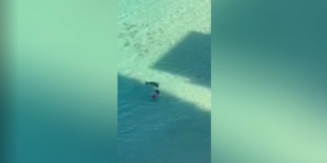 Aerial footage provided by the victim's husband to state investigators shows the swimmer attacked by a Hawaiian Monk seal. 