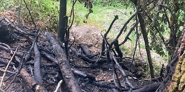 Officials said it was "very lucky" that a passerby immediately called 911 after spotting the fire at Forest Park in Portland, Oregon.