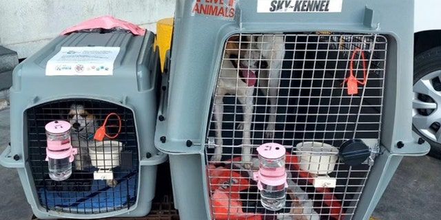 Ruby (left) and Sunny, the two dogs that Matt and Coreen Johnson rescued in the Middle East during deployment, finally landed in Japan, courtesy of the N.Y.-based nonprofit Paws of War. They're shown here in their travel cages.