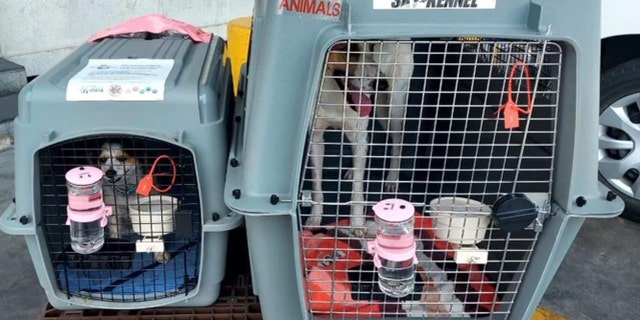 Ruby (left) and Sunny, the two dogs that Matt and Coreen Johnson rescued in the Middle East during deployment, finally landed in Japan, courtesy of the New York-based nonprofit Paws of War. They're shown here in their travel cages.