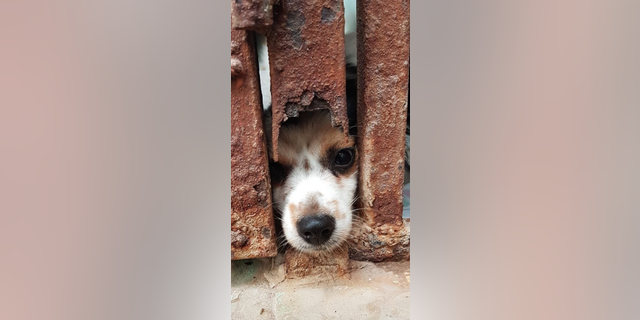 Little Ruby, a Jack Russell Terrier, is shown sticking her nose through a metal fence while in imminent danger at a dogfighting ring in the Middle East.