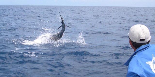 File photo - A sailfish jumps out of the water in Costa Rica. 