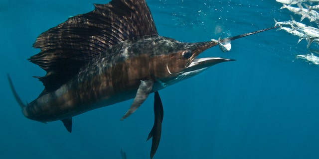 File photo - A sailfish (Istiophorus) eats a fish from a fast moving bait ball in the waters off Isla Mujeres, Mexico.