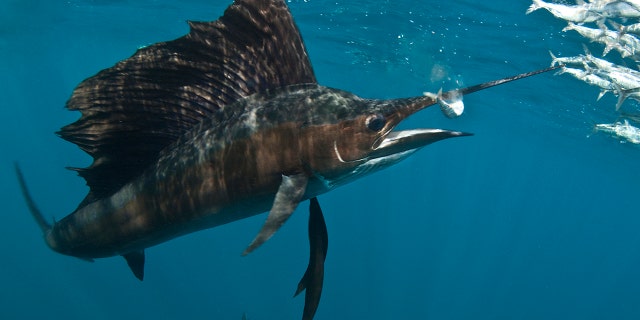 File photo - A sailfish (Istiophorus) eats a fish from a fast moving bait ball in the waters off Isla Mujeres, Mexico.