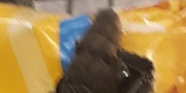 La cabeza de una serpiente saliendo de una bolsa de palomitas de maíz dentro de una tienda de comestibles de Virginia.