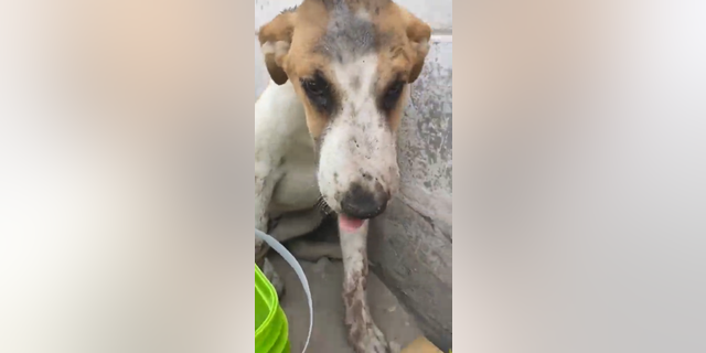 This is how poor Sunny was found in the Middle East — abused and badly injured. 