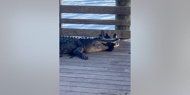 The alligator was seen eating a duck for breakfast.