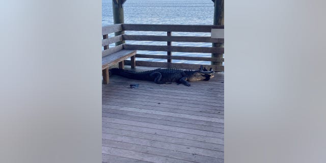 The 10-foot gator was spotted in the gazebo and on the trail.