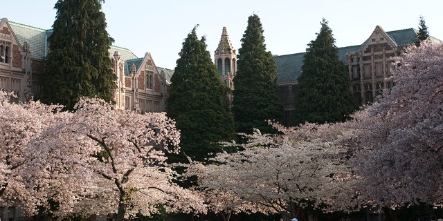A spring scene at the University of Washington in Seattle. 