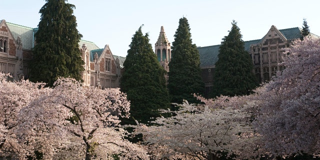 A springtime scene at the University of Washington in Seattle.