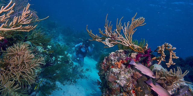 A diver is spotted working on a reef in Islamorada, Florida.