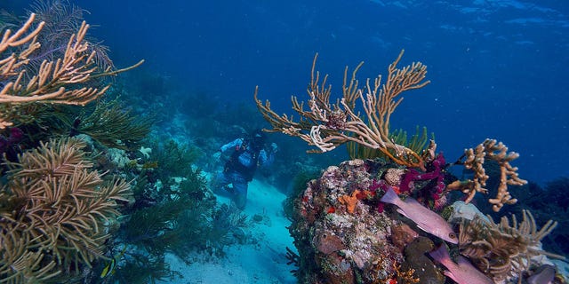 A diver is spotted working on a reef in Islamorada, Florida.
