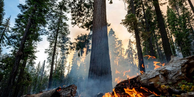 Environmentalists are blocking forest management methods saving iconic sequoias amid Yosemite wildfire
