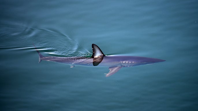 Shortfin Mako