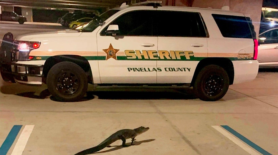 Alligator found in Florida sheriff’s office parking garage is relocated