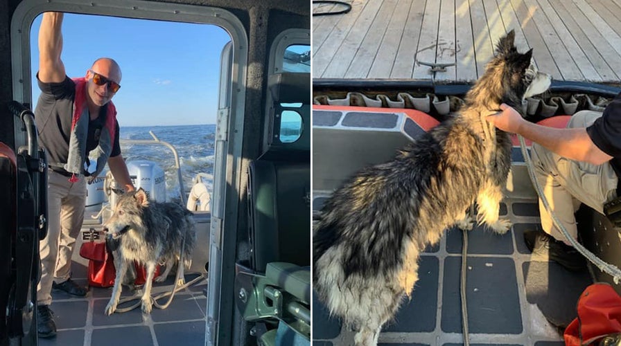 Siberian Husky rescued from waters more than mile off New Jersey coast