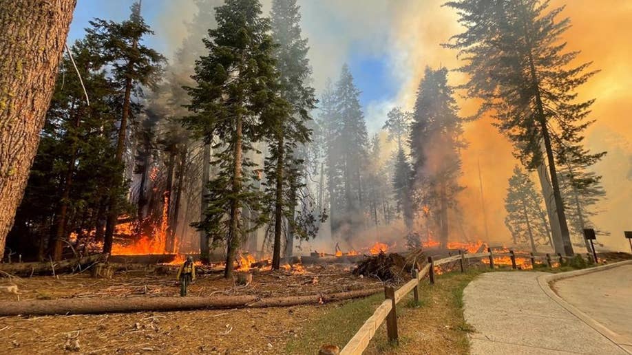 Yosemite National Park fire