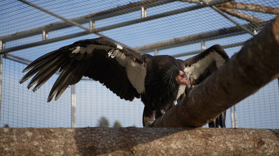 captive california condor