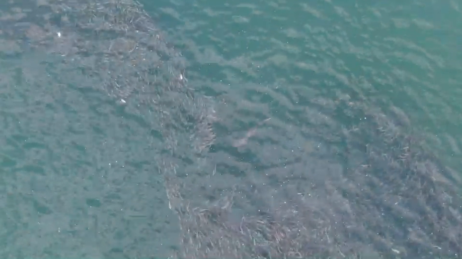 Shark chases school of fish near Jones Beach