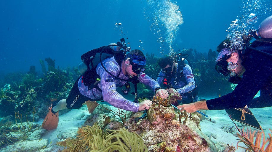 coral reef conservation florida