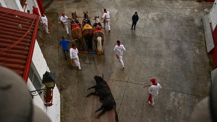 Bull was killed and being dragged