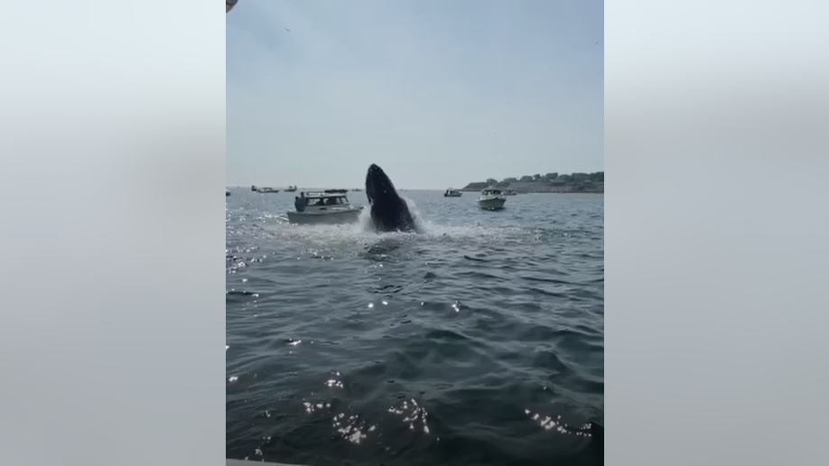 Humpback whale breaching boat in Plymouth, Massachusetts