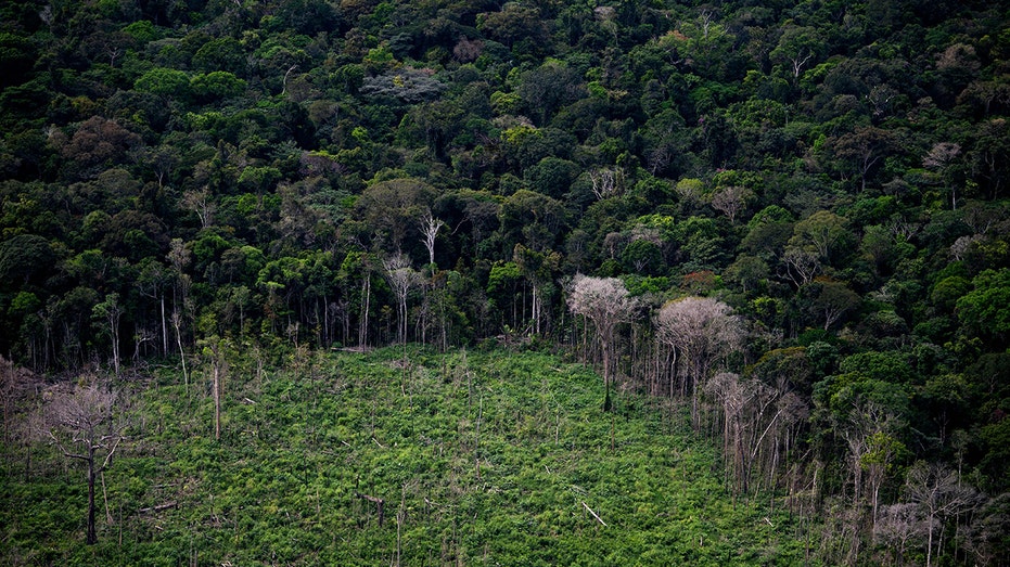 State in Brazil's Amazon rainforest reports over 2,000 wildfires in past month