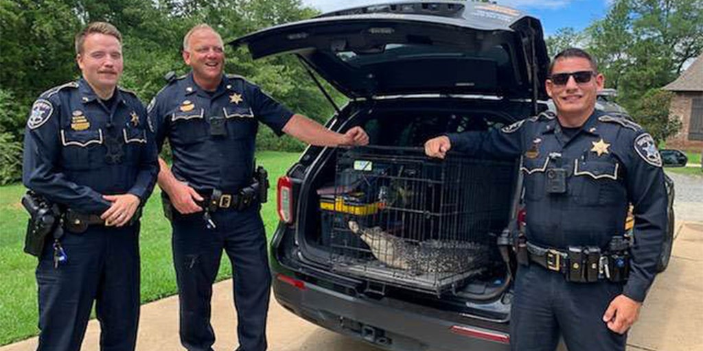 Sheriff's deputies remove alligator from Louisiana family's patio - Vimarsana News