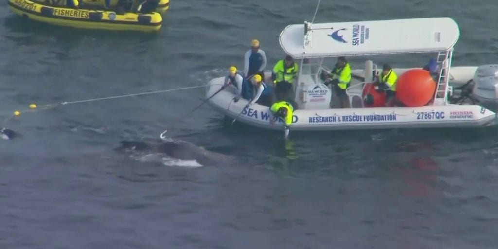 Australian whale caught in shark nets rescued off Gold Coast - Vimarsana News