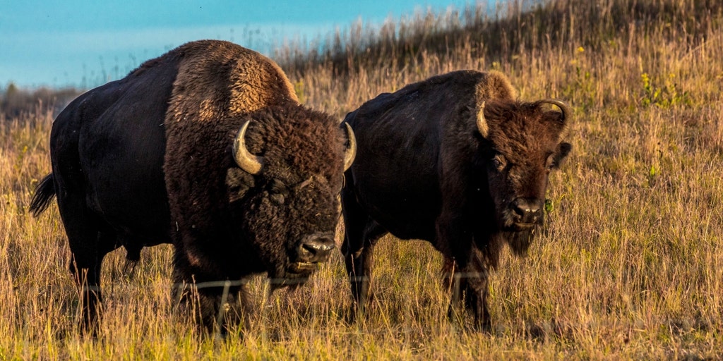 UK woman attacked by bison at Custer State Park speaks out: 'His hooves were right over my head' - Vimarsana News