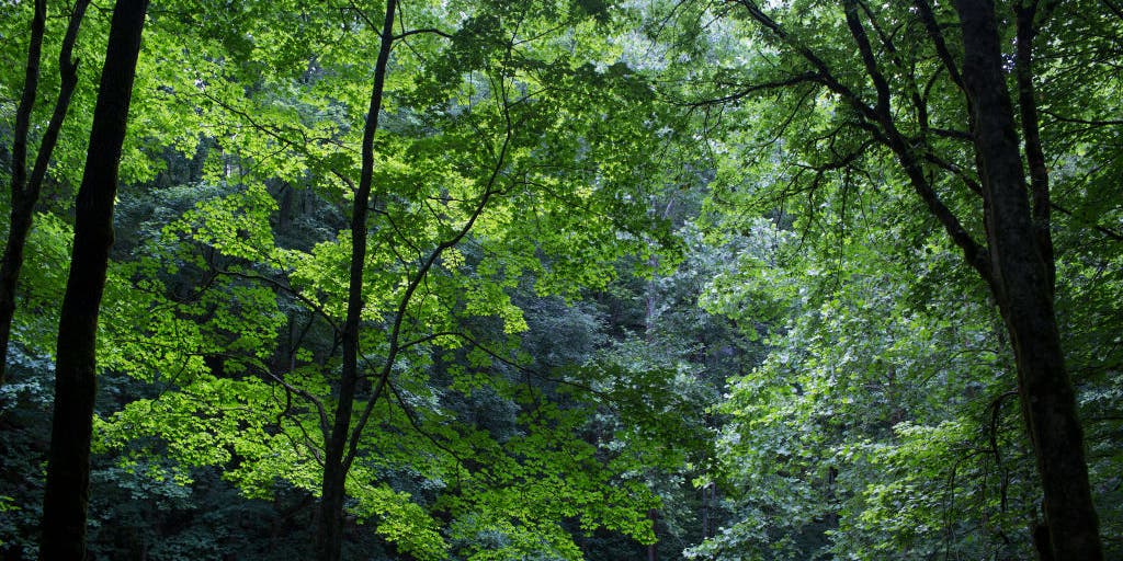 Kentucky's Mammoth Cave National Park to start improvements on underground trail in fall - Vimarsana News