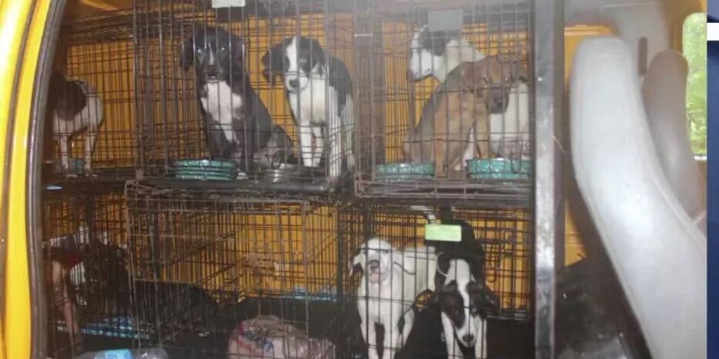 Georgia animal shelter filled with diseased dogs, canine skulls with bullet holes - Vimarsana News