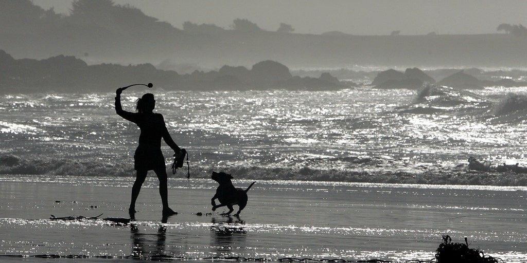 California beach closed after shark knocks man off paddleboard - Vimarsana News