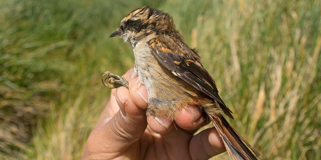 New bird species is identified in remote area of Chile in South America - Vimarsana News