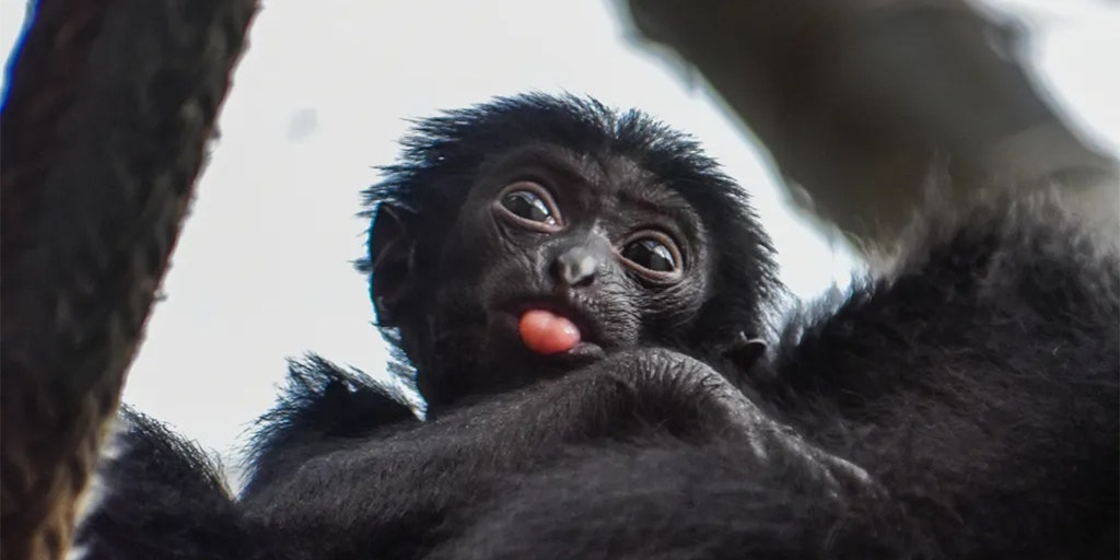 Virginia Zoo wants help naming baby siamang - Vimarsana News