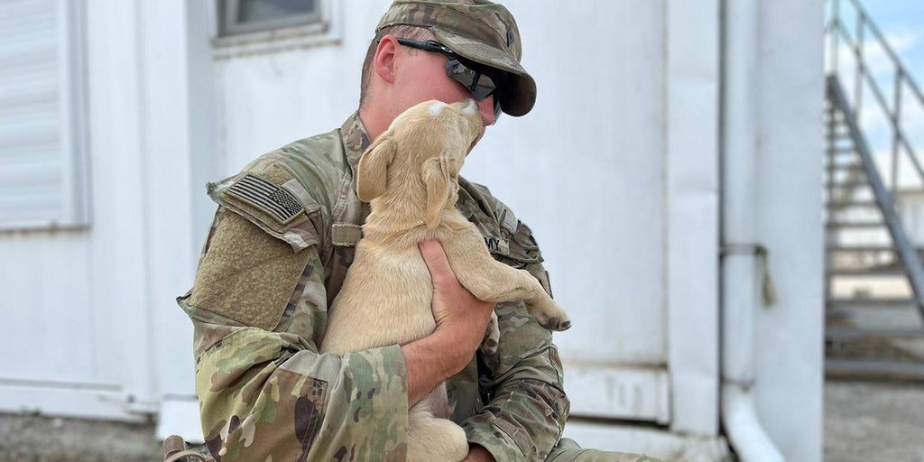 Army soldier aims to rescue desperate dog that snuck onto overseas base: 'He deserves to come home' - Vimarsana News