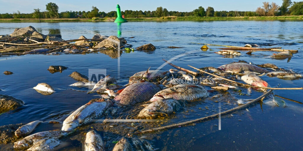 Poland deploys troops to clean up environmental disaster as thousands of dead fish wash ashore river - Vimarsana News
