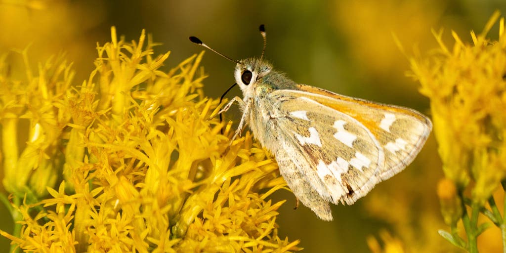 Conservationists fight to save rare butterfly in Nevada - Vimarsana News