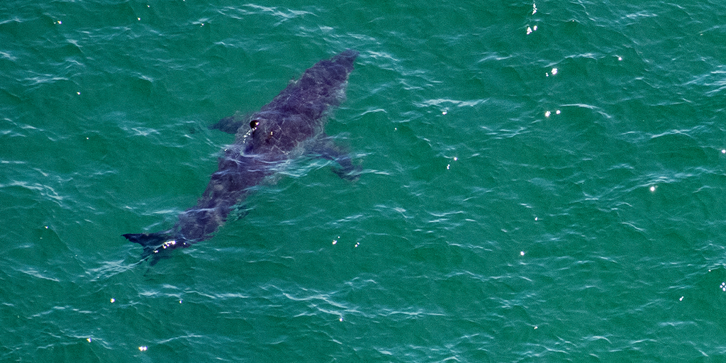 South Carolina beachgoers spot sharks right off the coast: 'Time to get out' - Vimarsana News