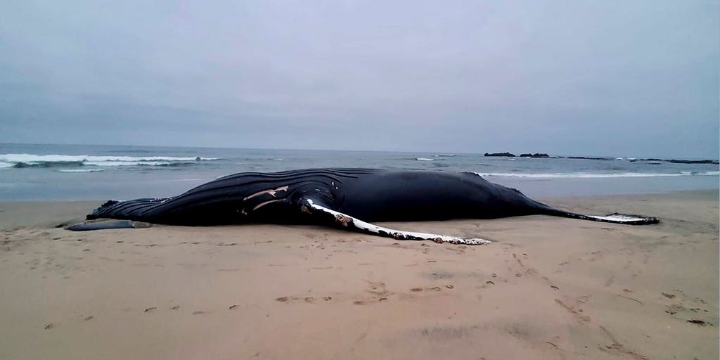 Uptick in dead whales along East Coast sparks intense debate among environmentalists over offshore wind - Vimarsana News