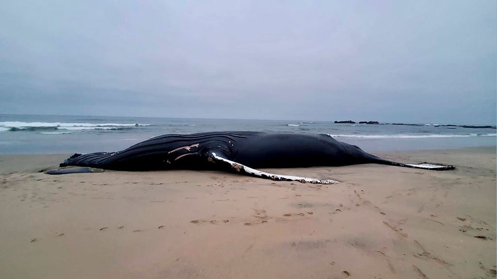 Dead whales keep washing ashore as lawmaker asks: Green energy to blame?