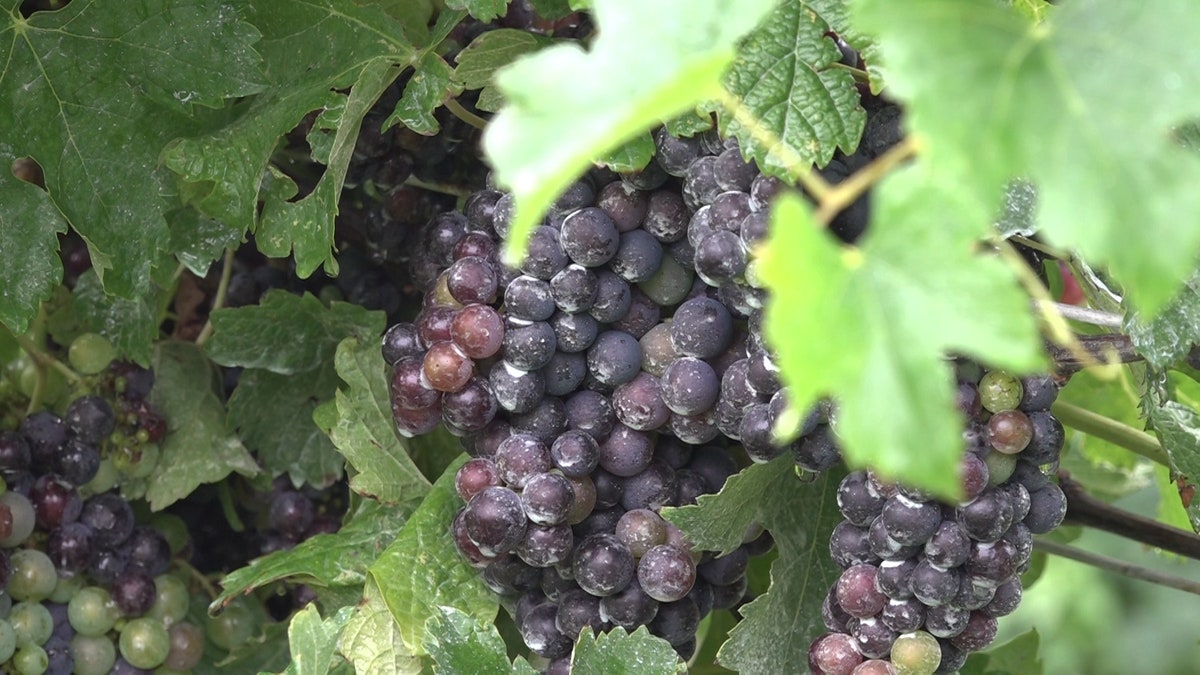 A bunch of purple grapes on a vine a vineyard