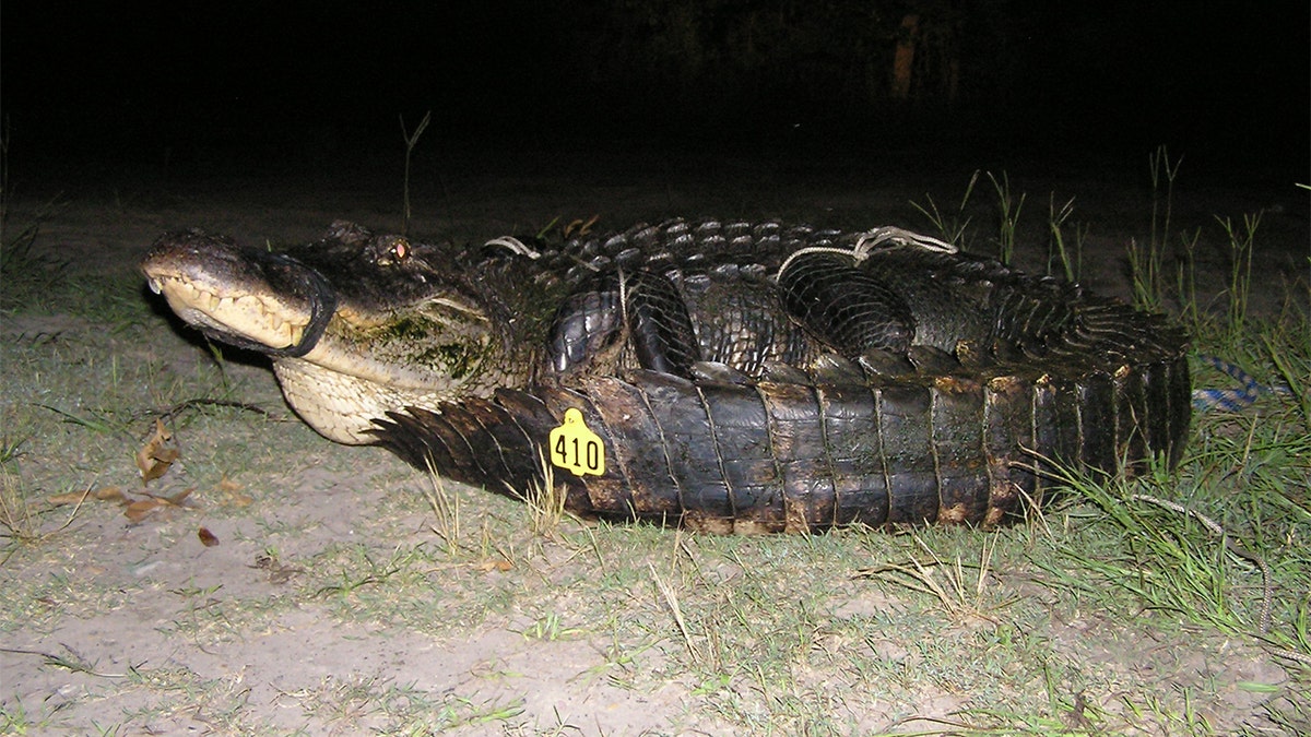 10 foot alligator